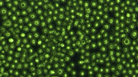 Photo of green balls grouped in front of a black background